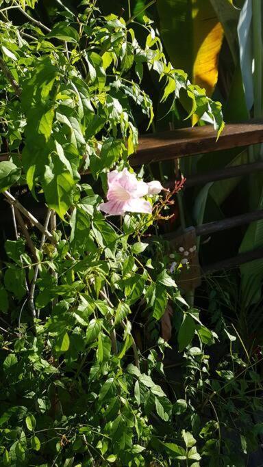 세인트 로즈 Mariposa 빌라 외부 사진